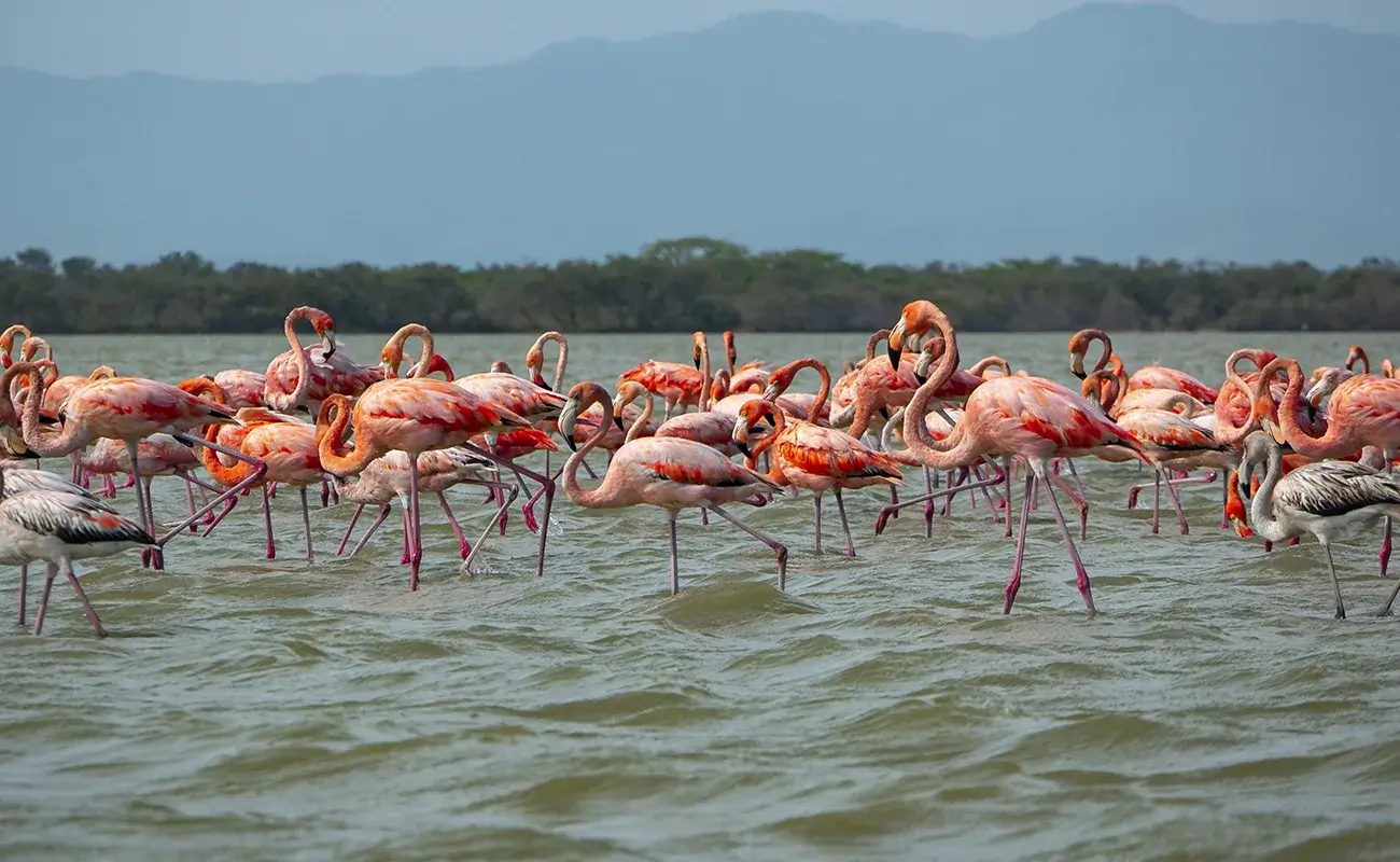 pnn-los-flamencos
